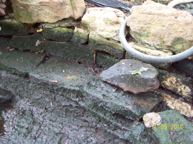 Turf algae closeup.